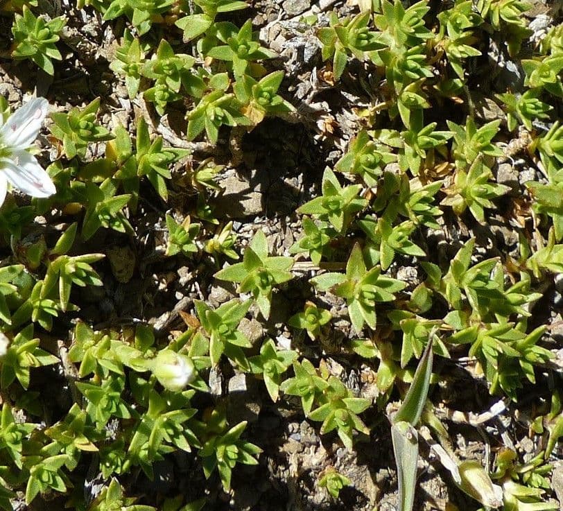 Minuartia 11