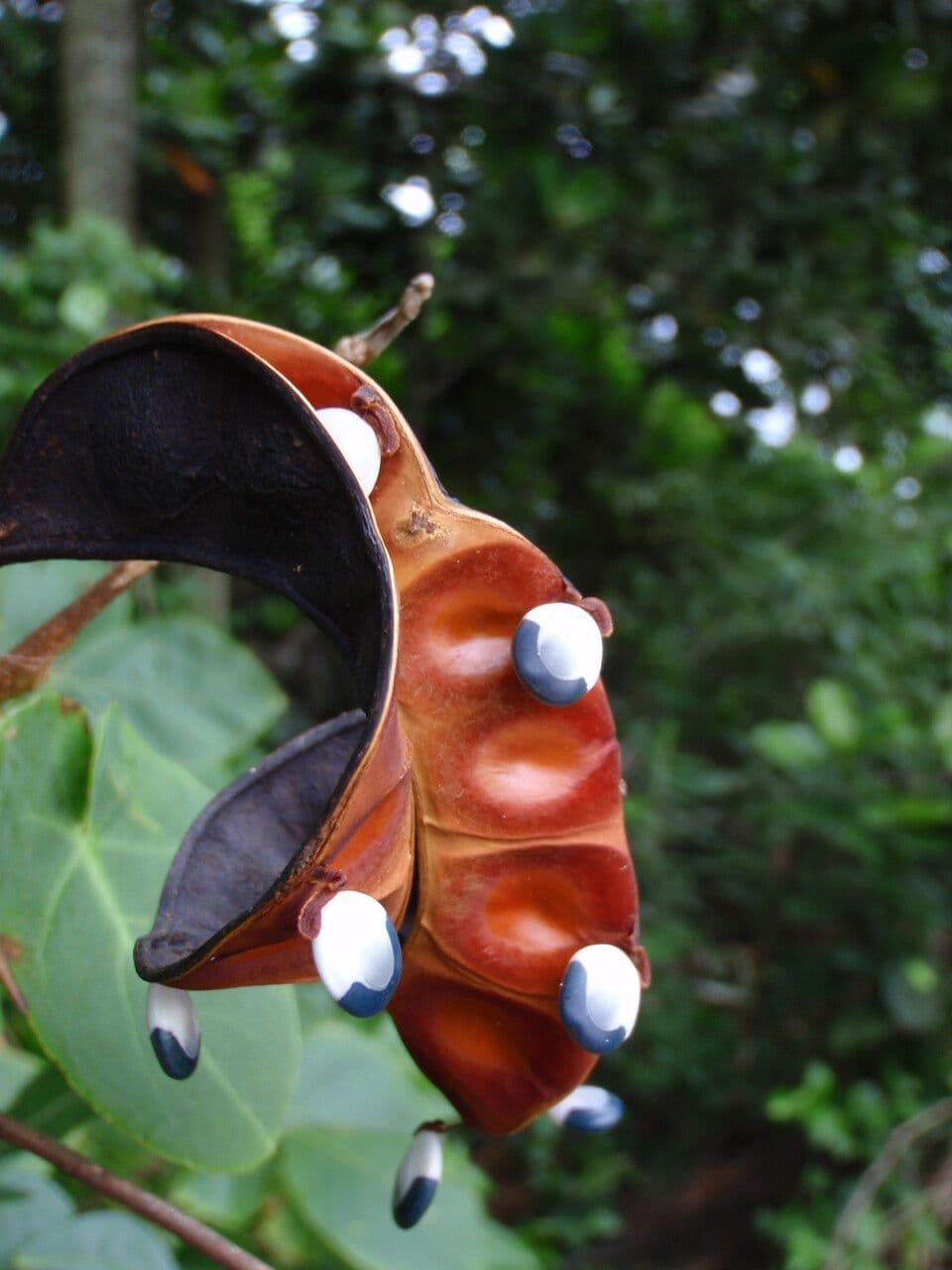 Jupunba
