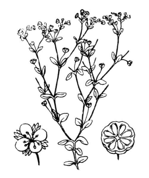 Zwerglein 21