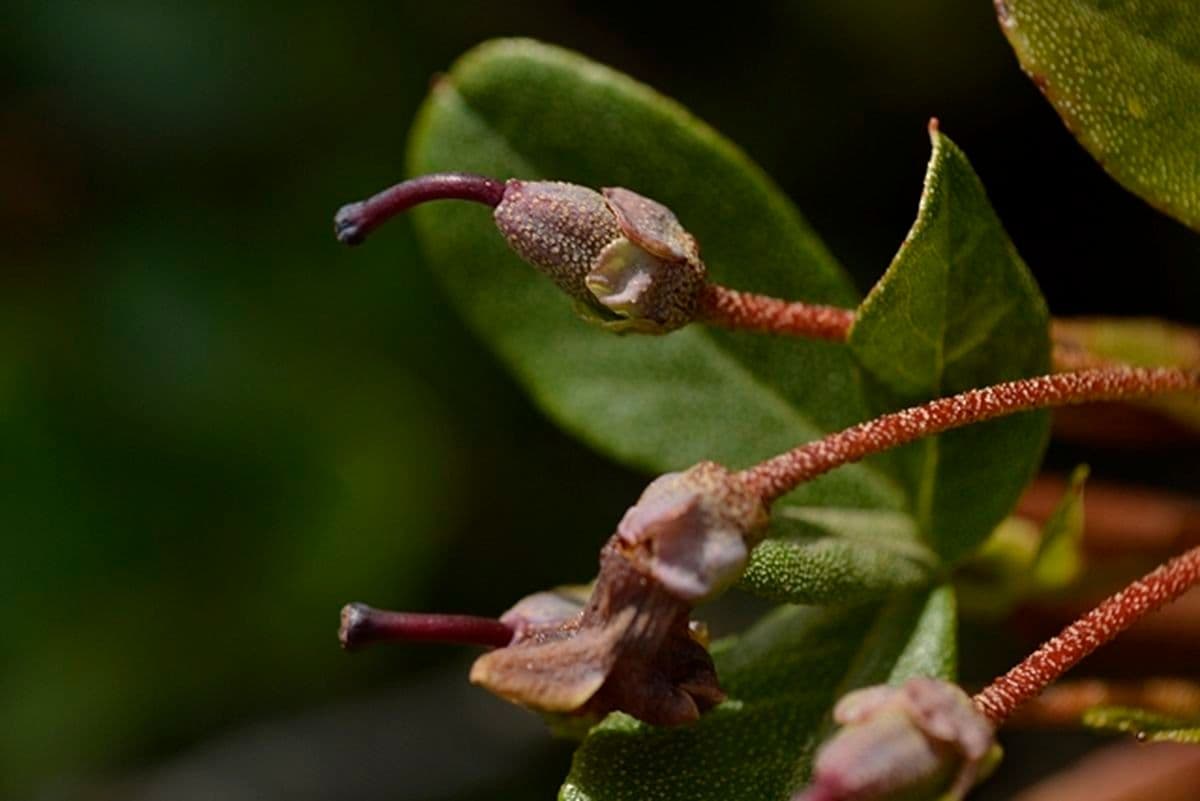 Rododendro de flor corta 3