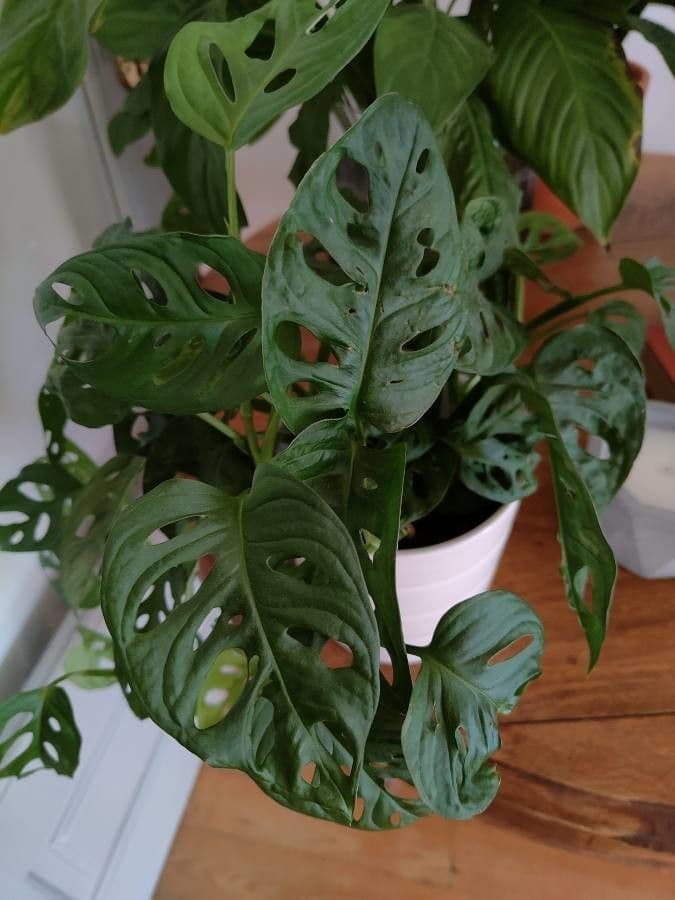 Monstera 2