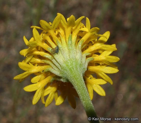 Chaenactis glabriuscula 4