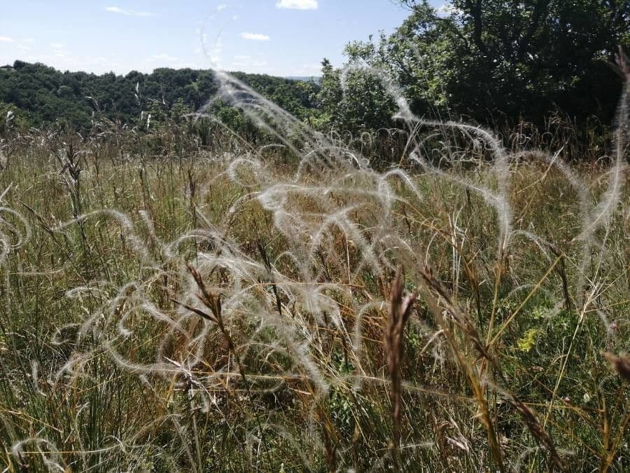 Estipa
