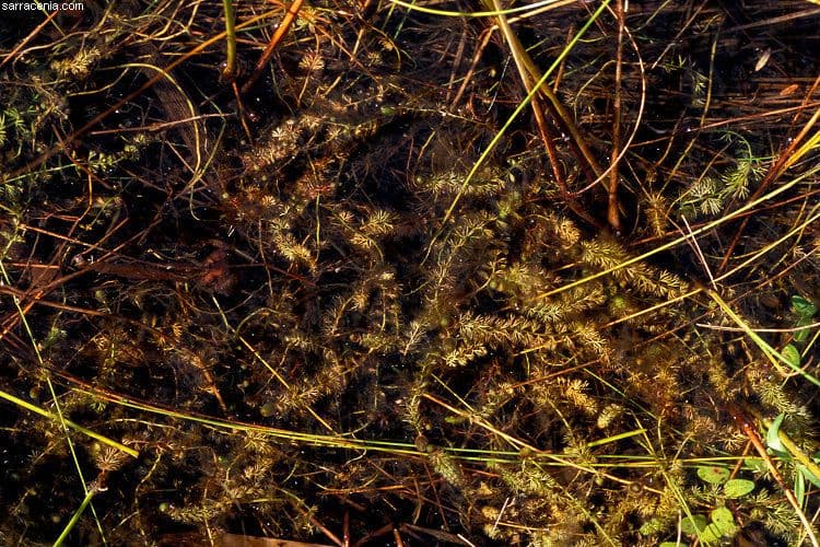 Bublinatka prostřední 11