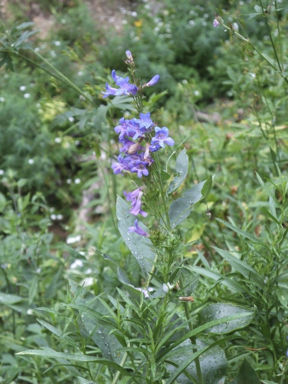 Penstemon 3