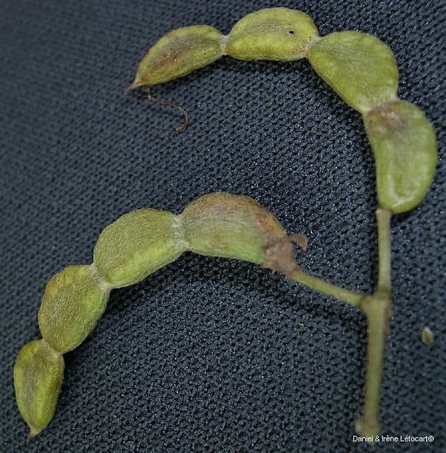 Dendrolóbium