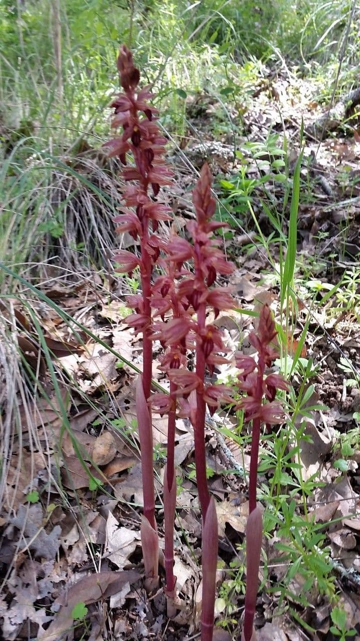 Coralloriza striata 9