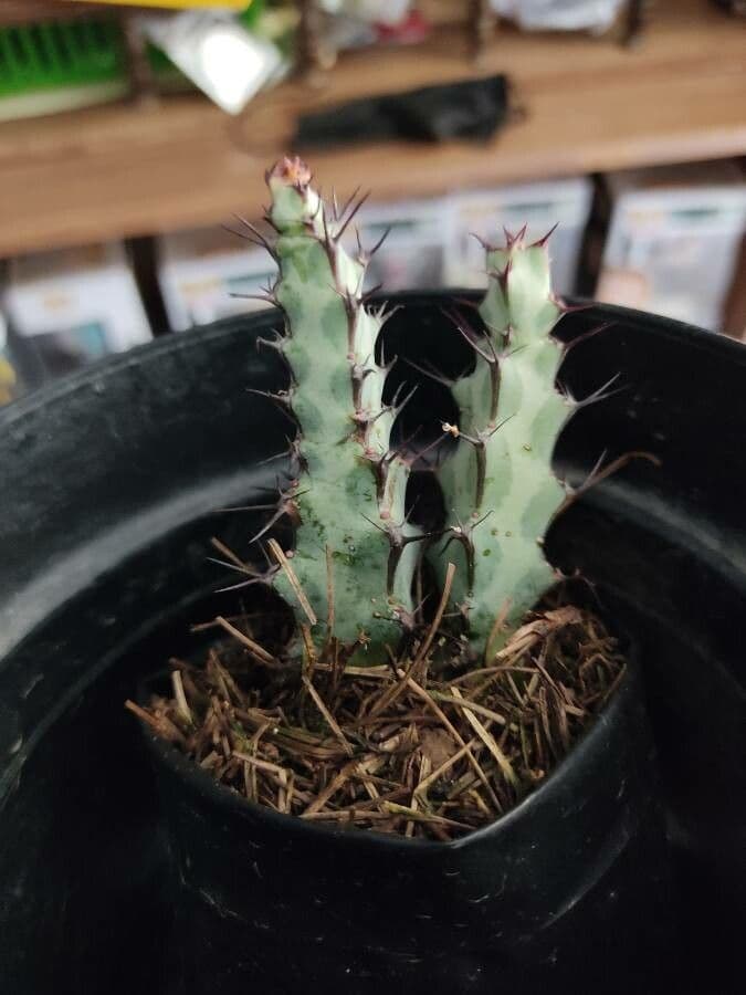 Euforbia verdastra 18
