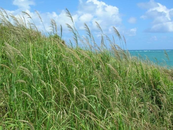 Sourgrass 9