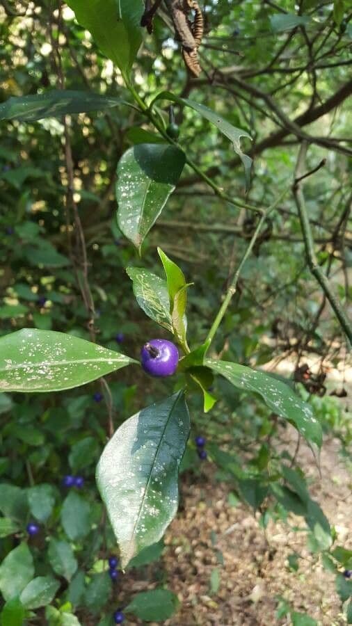 Psychotria 2