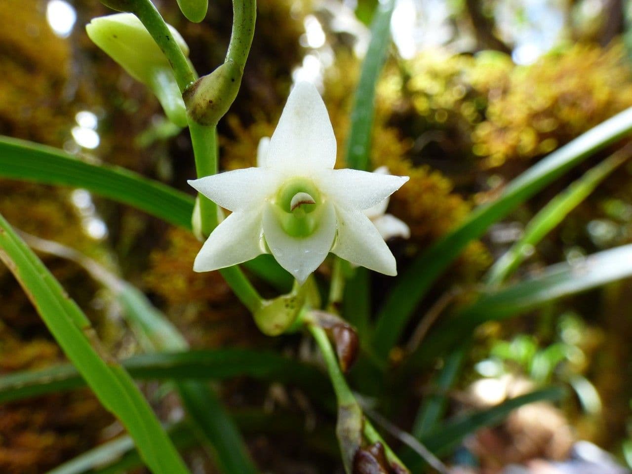 Angraecum 5