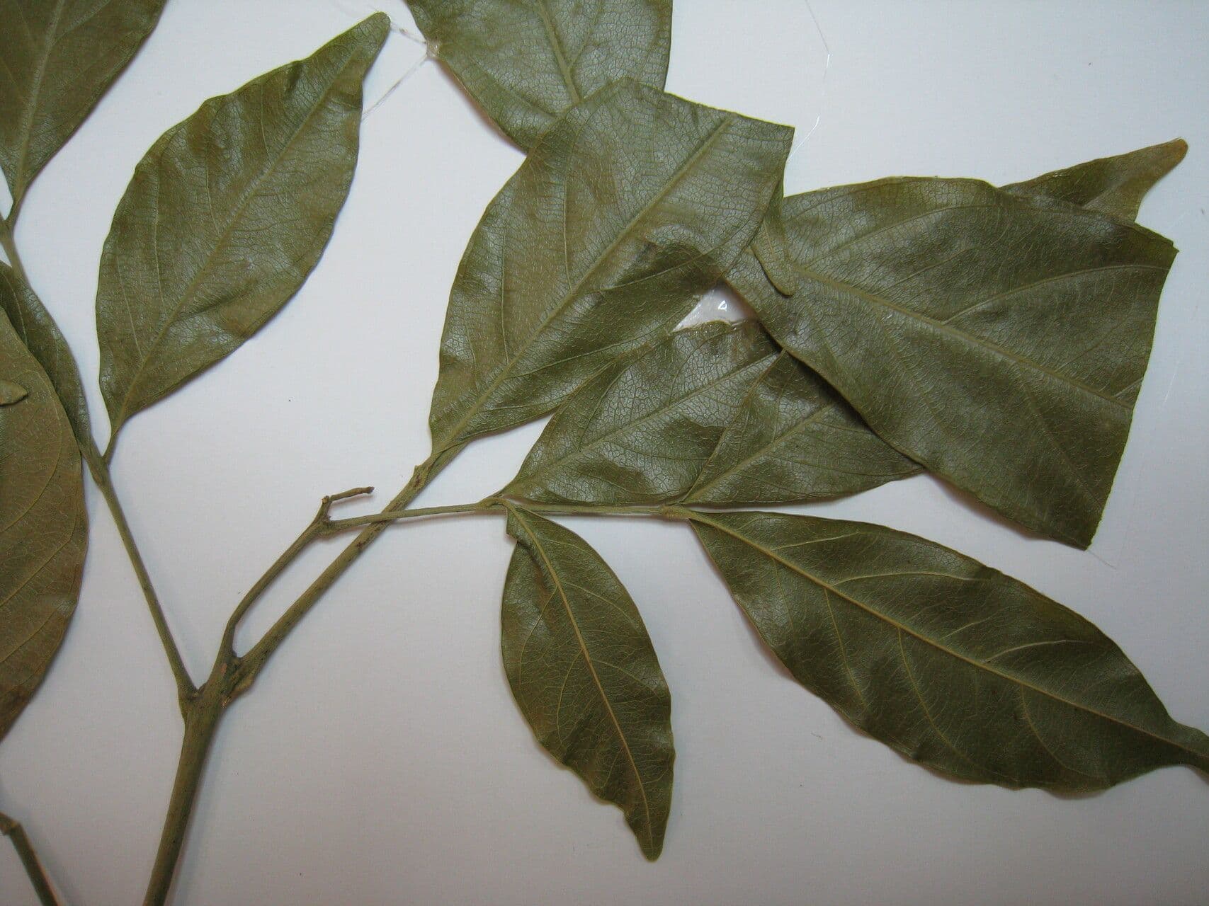 Guarea silvatica 3