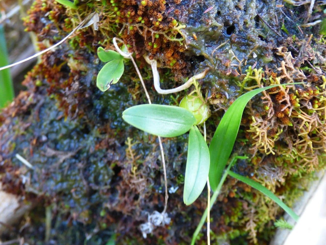 Bulbophyllum 8