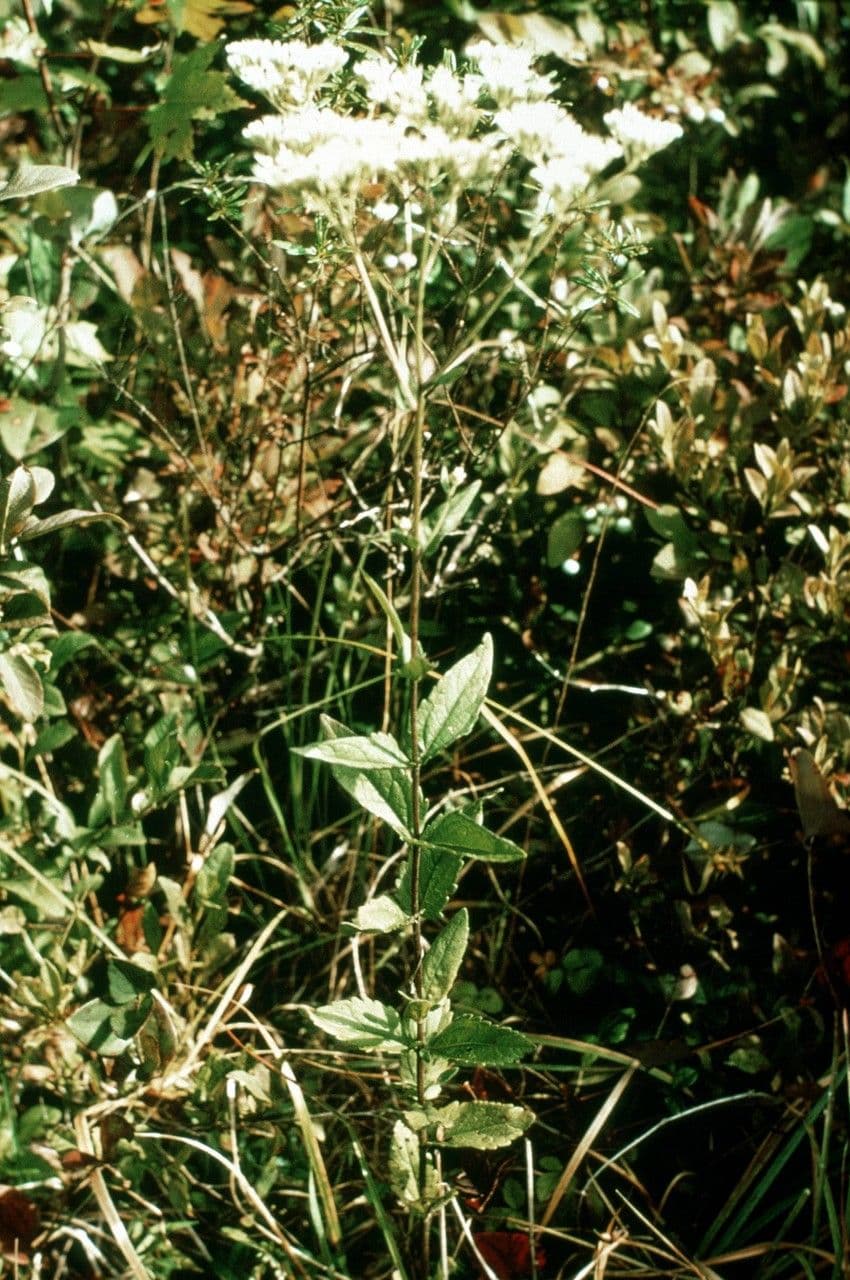 Eupatorio peloso 4