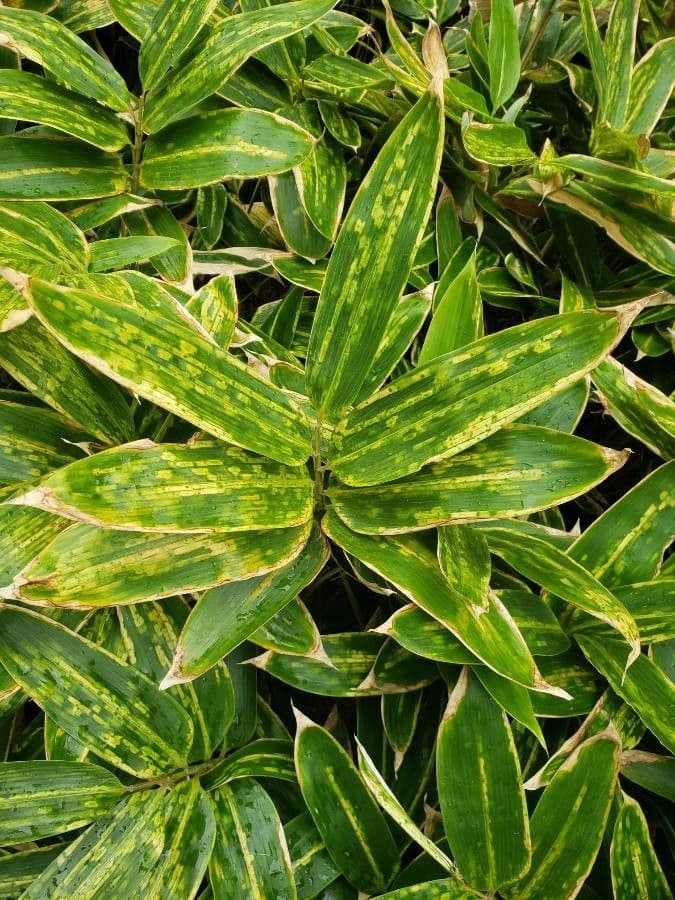 Bambù palmata 4