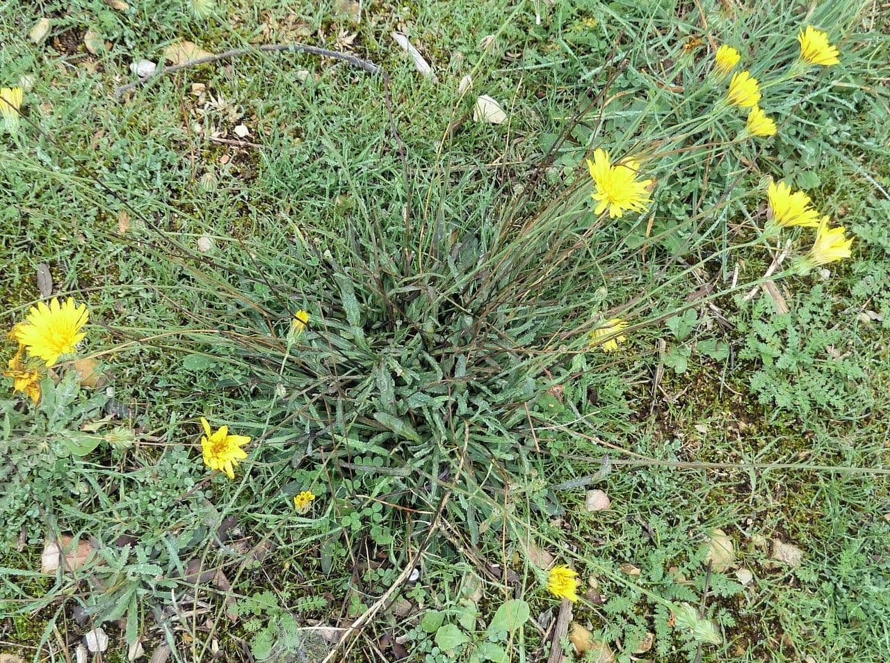 Grattalingua 12
