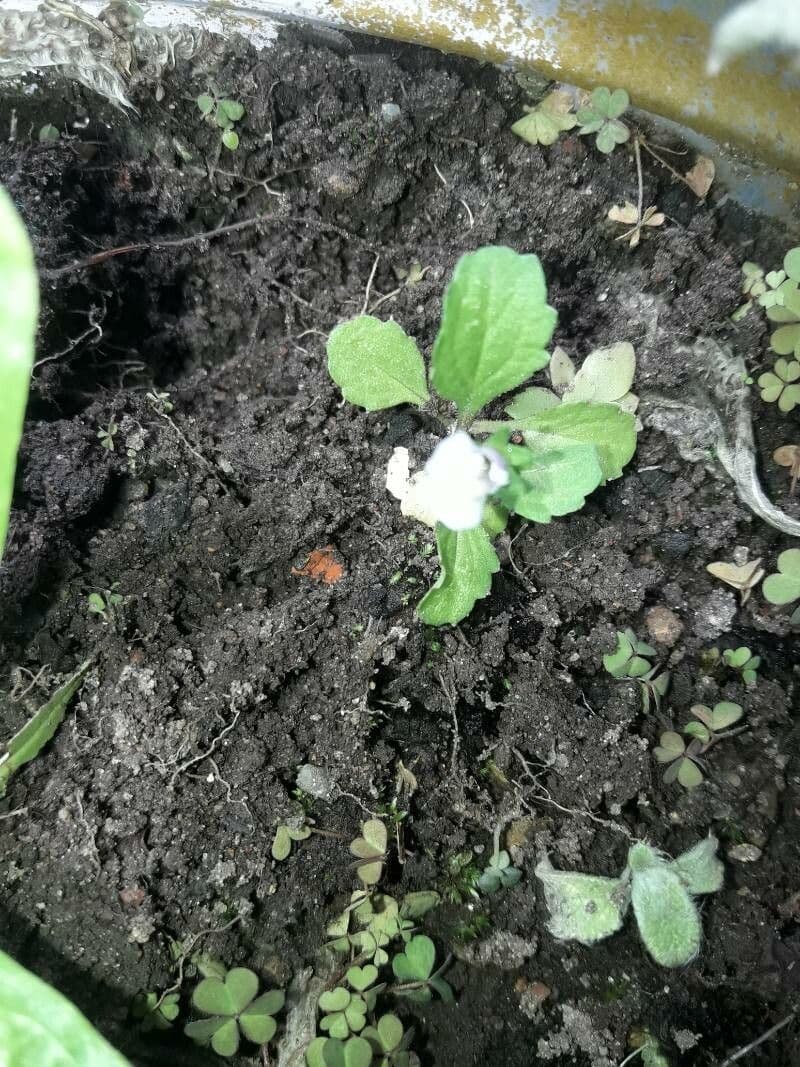 Mazus pumilus 12