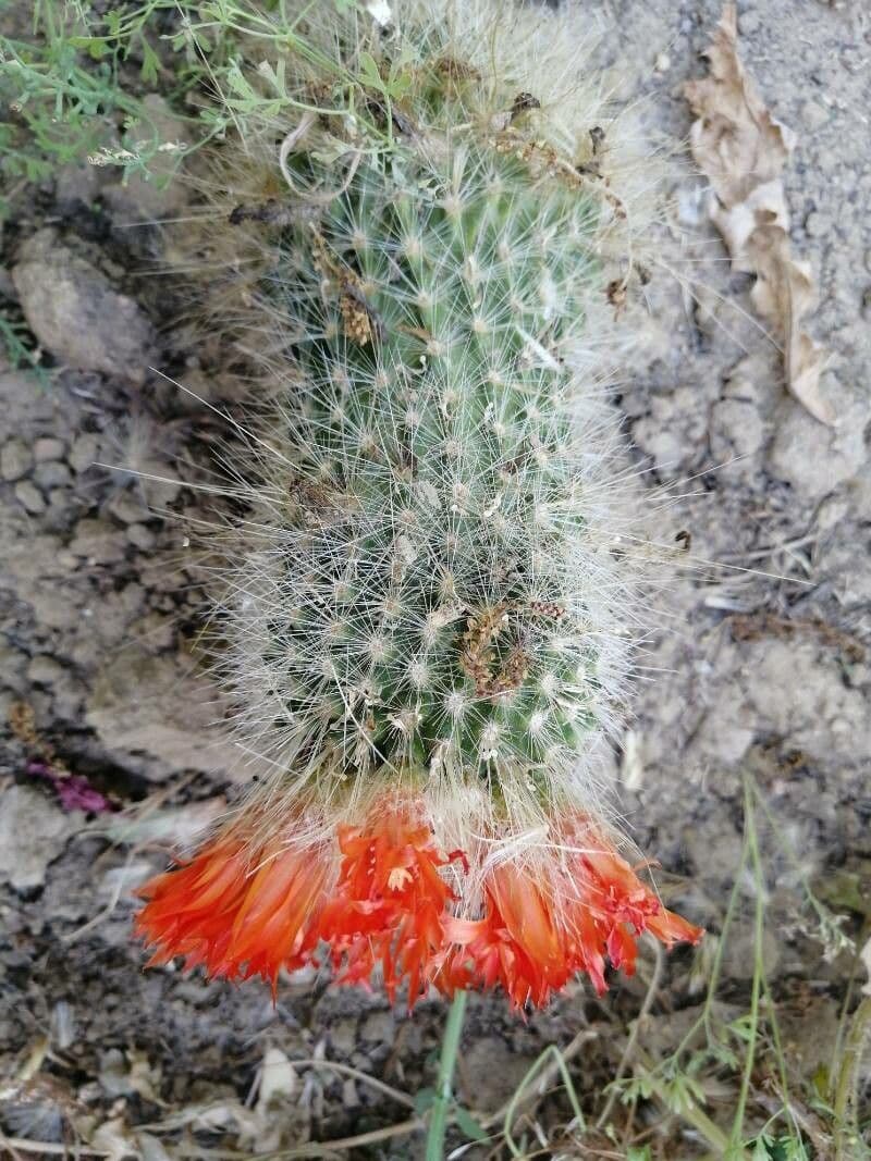 Cactus Palla Scarlatta 6
