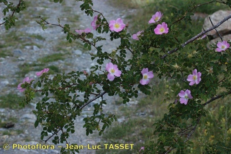 Kleinblütige Rose 29