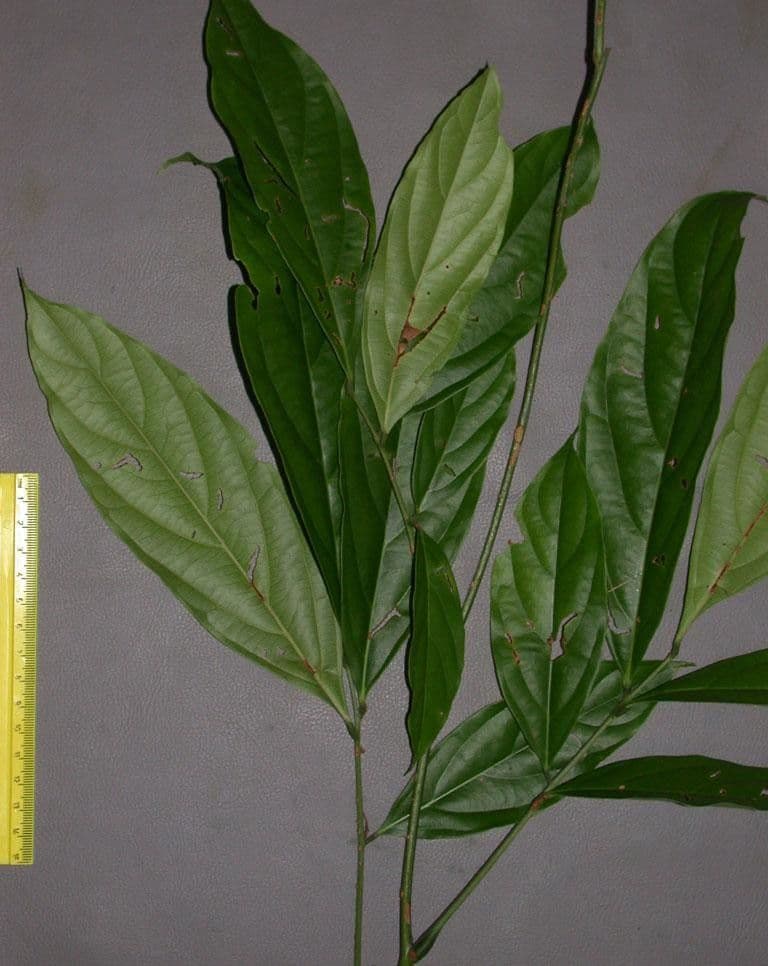 Rourea 8