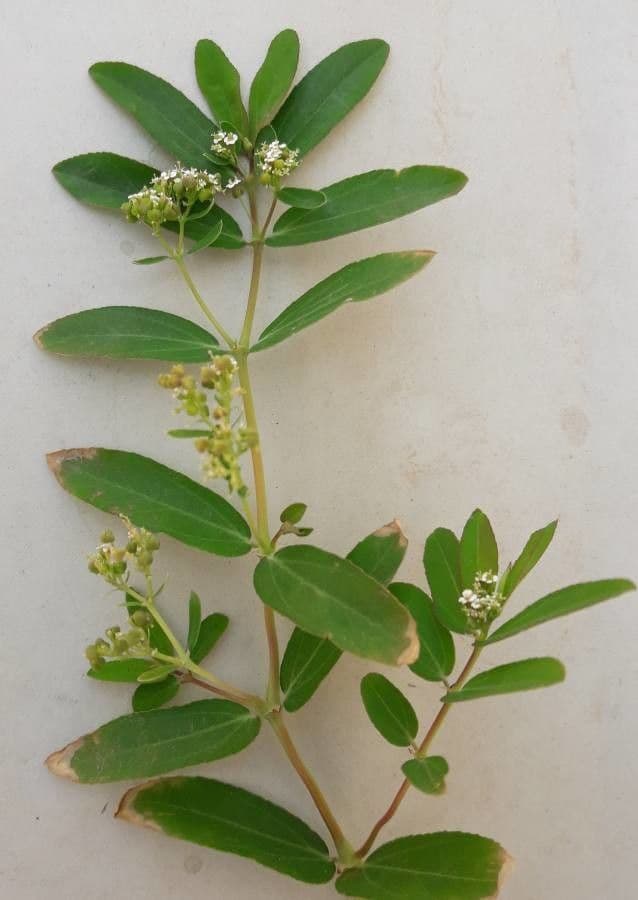 Euforbia pendula 8