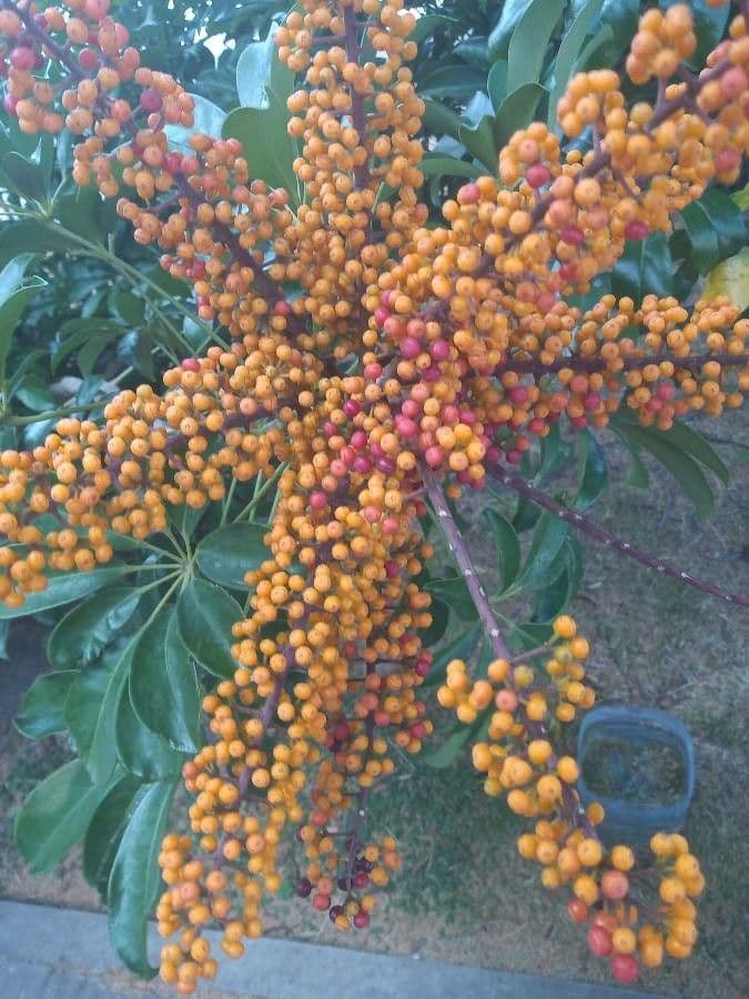 Schefflera arbicole