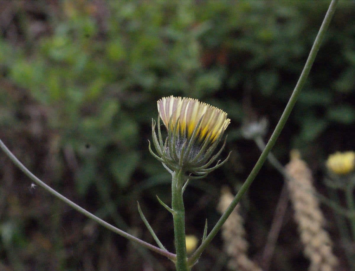 Tolpis 9