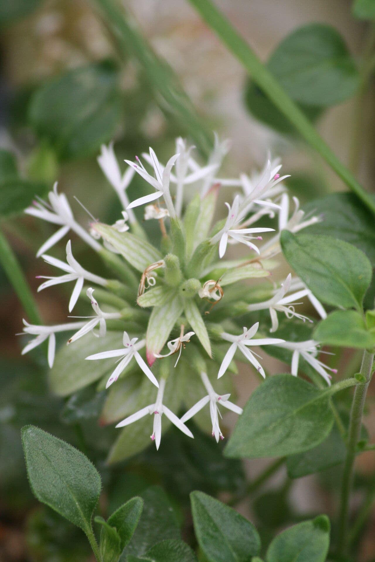 Monardella nana