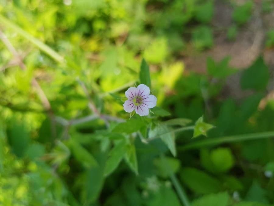 Geranium sibiricum 9