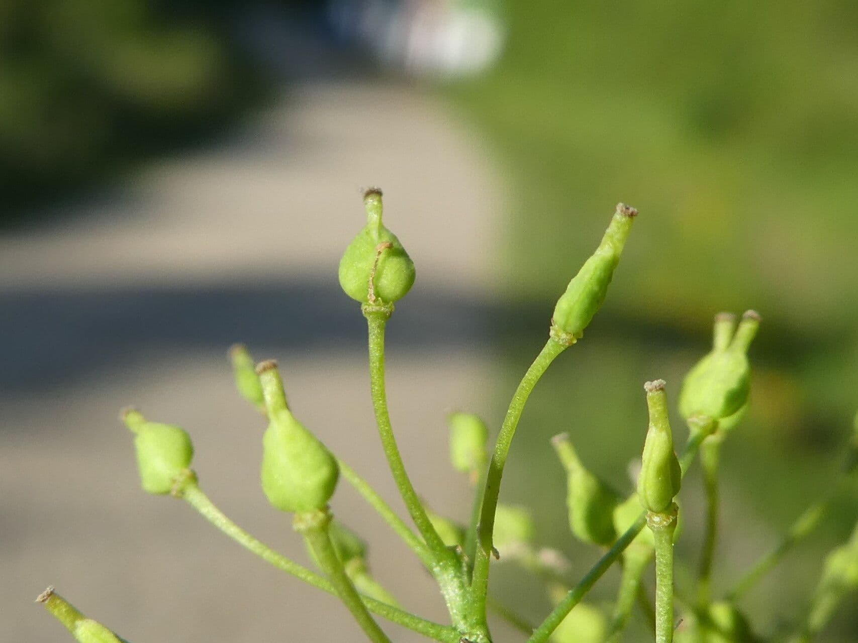 Draba