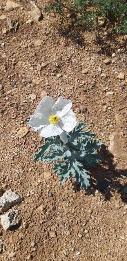 Argemone 3