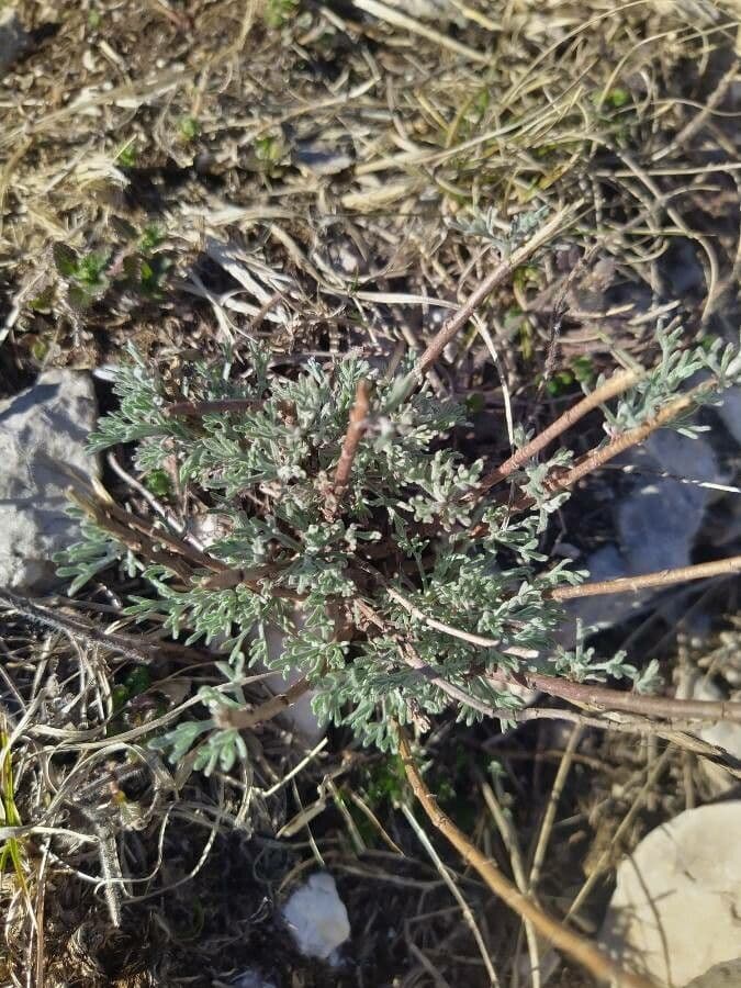 Weiße Artemisia 21