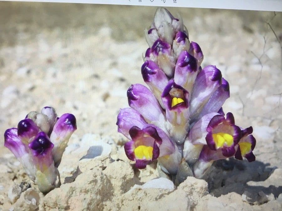 Cistanche 5