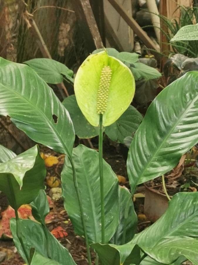 Spatyfylum 3