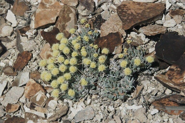 Eriogonum 7
