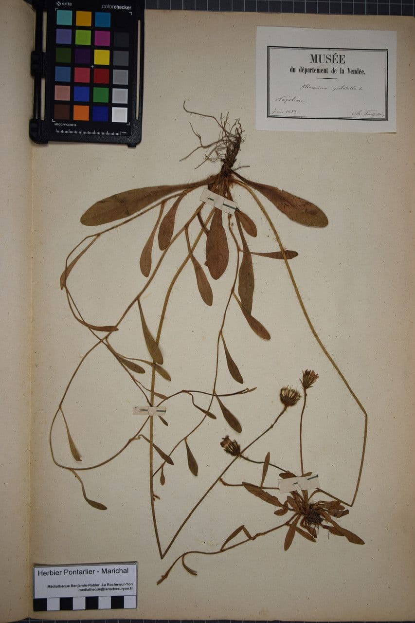 Pelosella 24