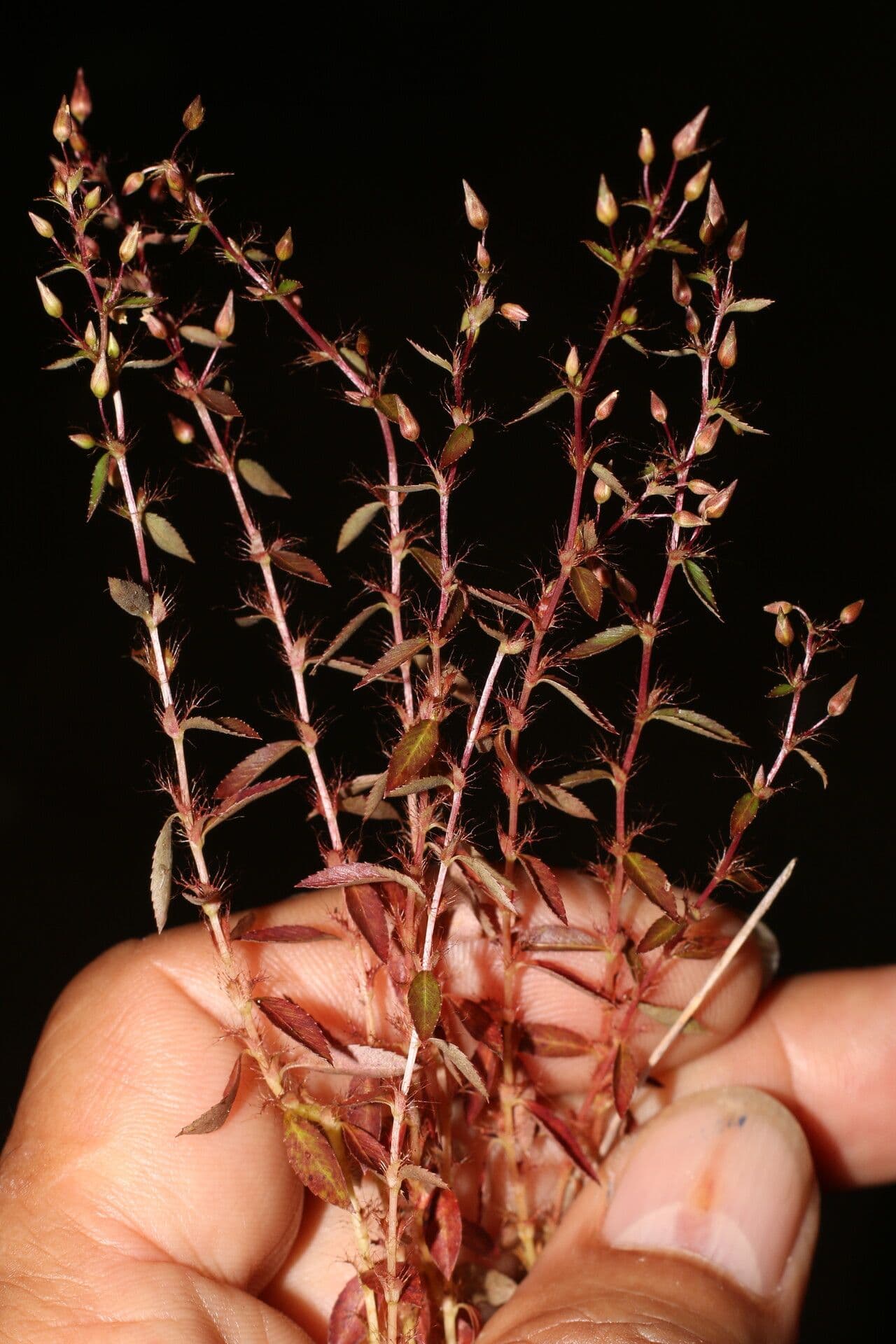 Sauvagesia 8