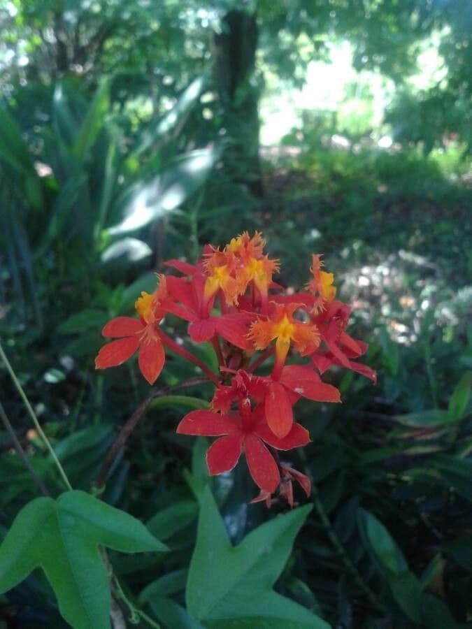 Epidendrum radicans 10