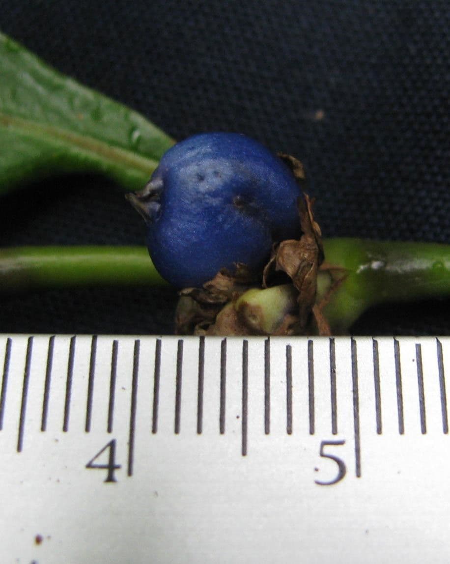 Palicourea axillaris 7