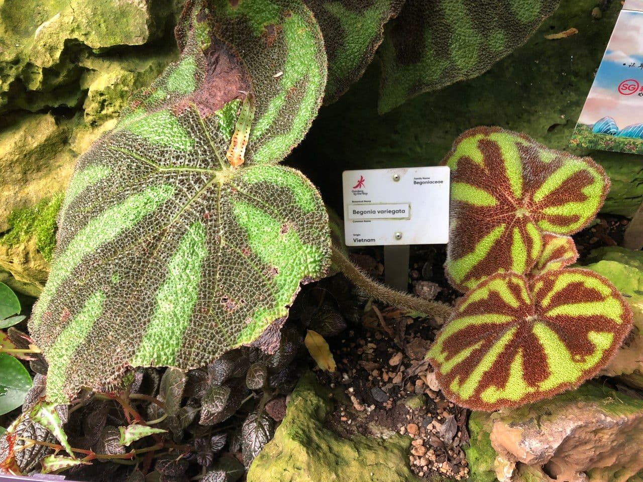 Begonia