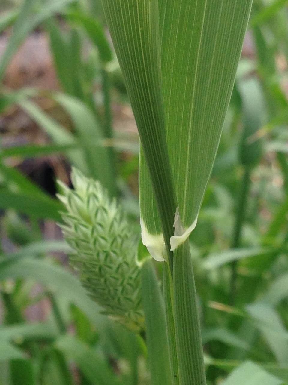 Scagliola 23