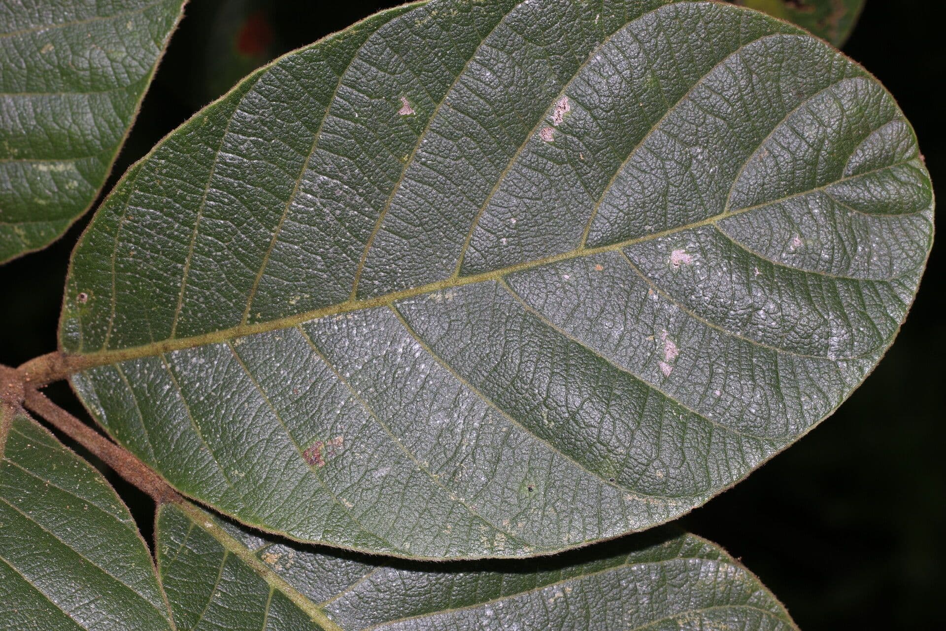 Lonchocarpus 9