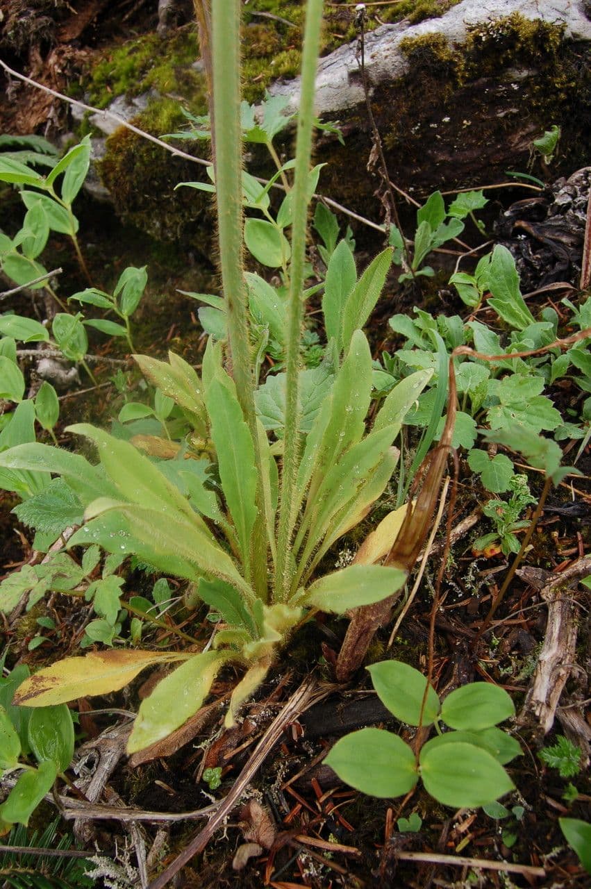 Meconopsis 10