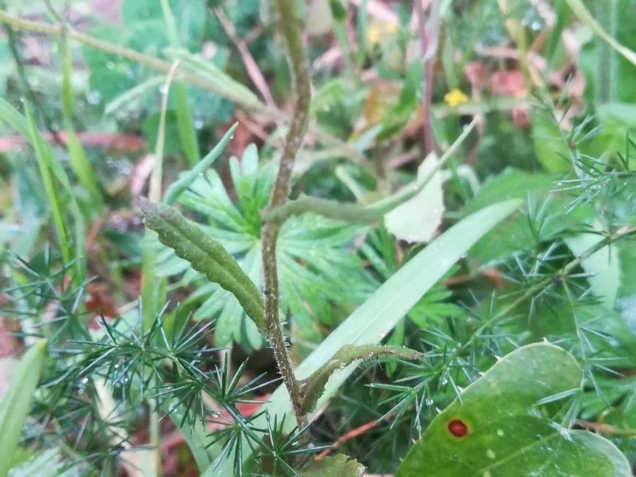 Senecio livido 16