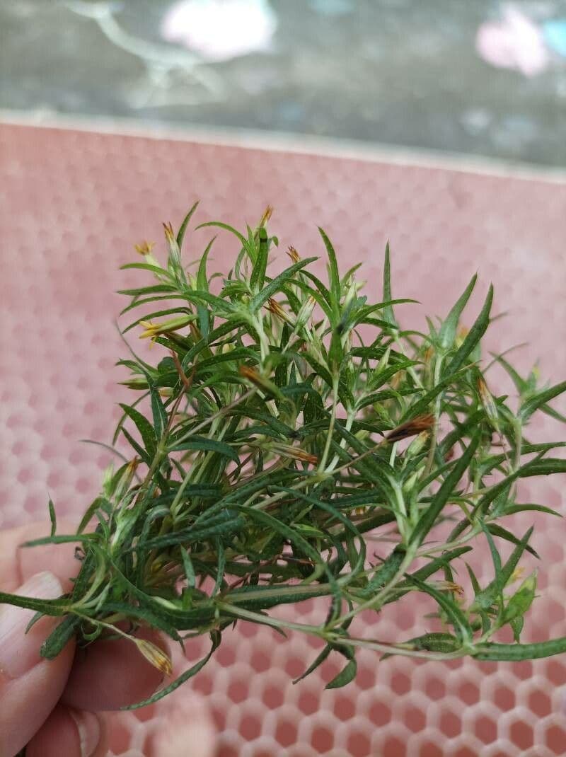 Pectis allungata 12