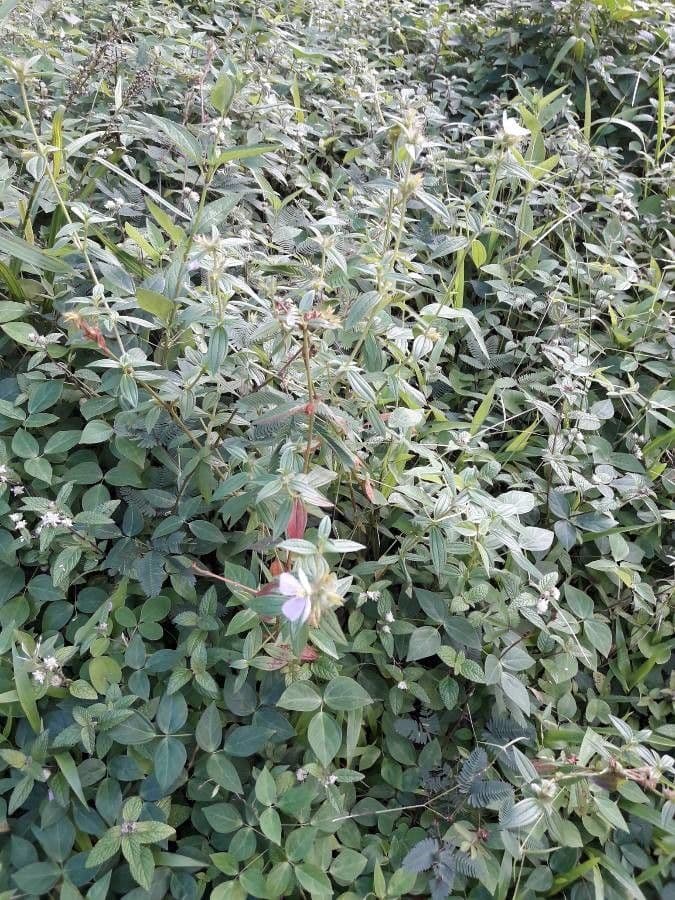 Falsa prateria 7