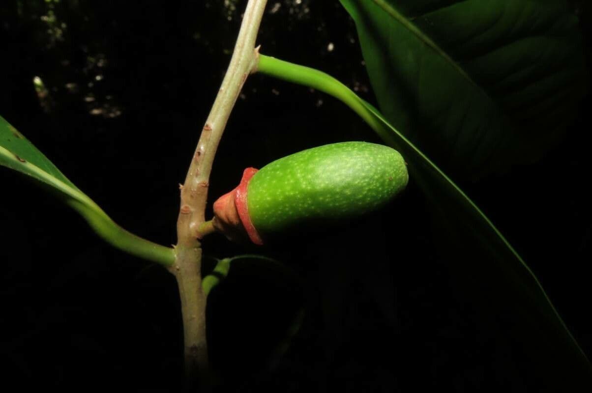 Mespilodaphne macrophylla 5