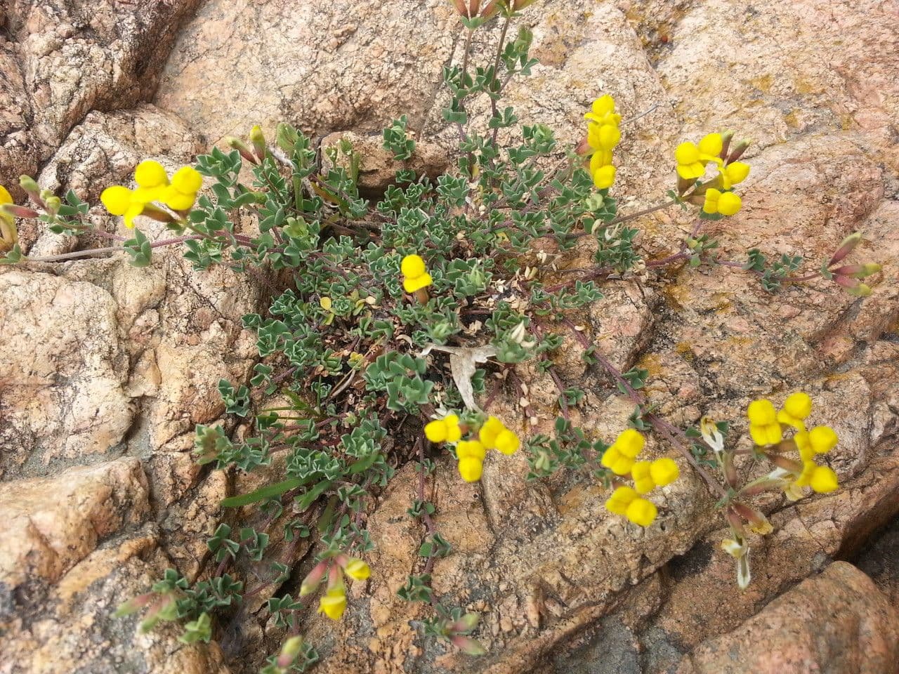 Lotus cytisoides 14