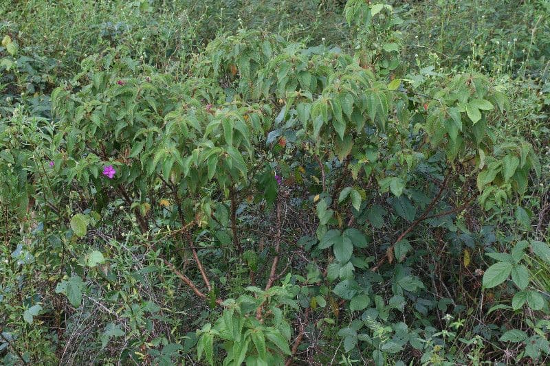 Rhynchanthera grandiflora 10