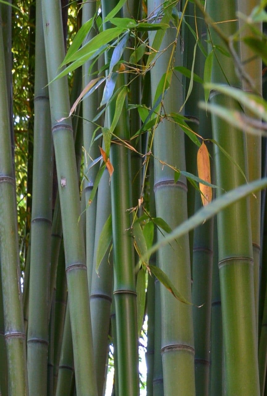 Bambù reticolato 9